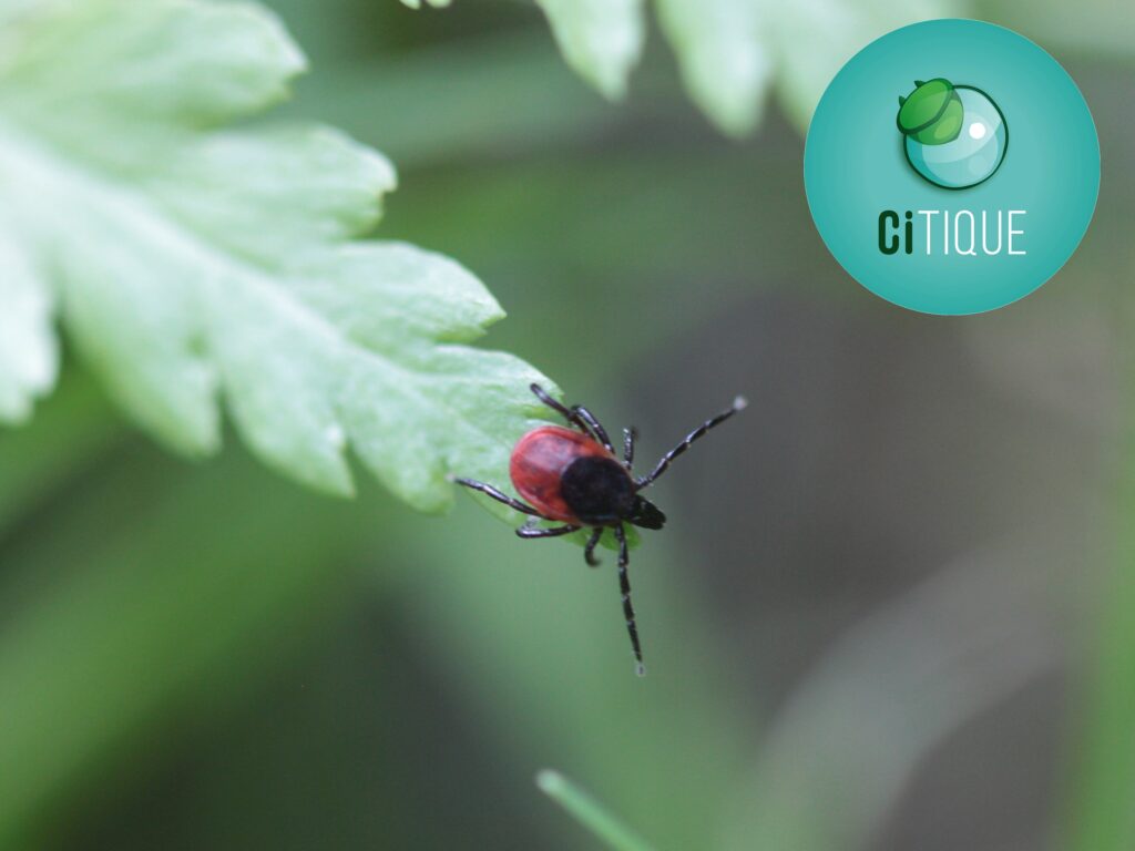 Projet MP200 : CiTIQUE, des Citoyens et des TIQUES